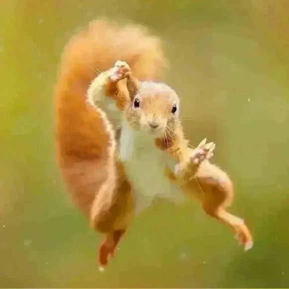 💟➕size Women’s Cotton  Shorts - Picture 8 of 13